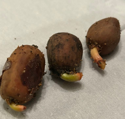 Encephalartos horridus 4 Pieces Seeds