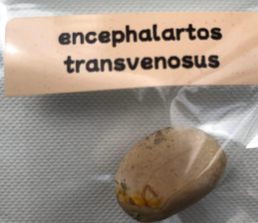 Encephalartos transvenosus 3 Pieces Seeds