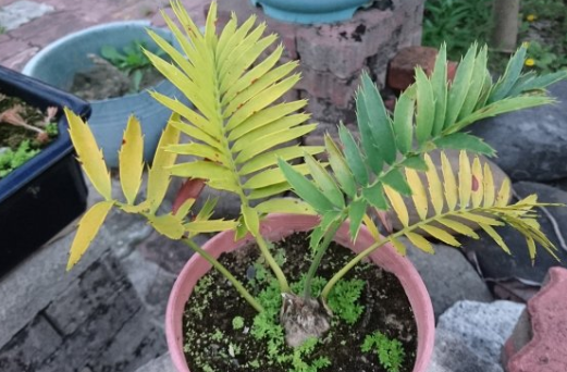 Encephalartos Senticosus 2 Pieces Seeds