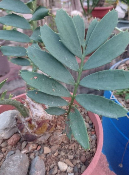 Encephalartos ferox 2 Pieces Seeds