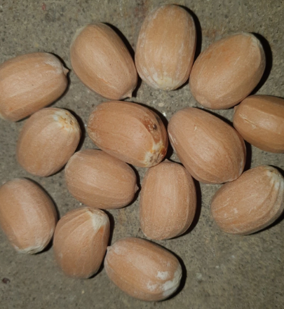 Encephalartos ngoyanus 2 Pieces Seeds