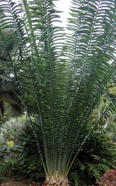 Encephalartos laurentianus 2 Pieces Seeds