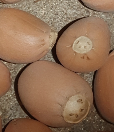 Stangeria eriopus 2 Pieces Seeds