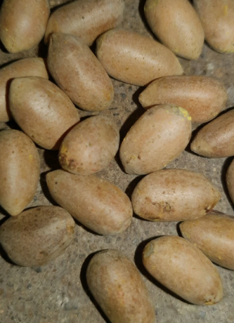 Zamia neurophillidia 2 Pieces Seeds