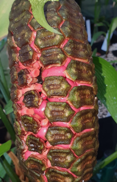 Zamia neurophillidia 2 Pieces Seeds