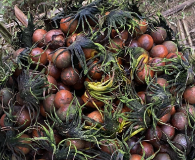 Cycas dolichophylla 2 Pieces Seeds