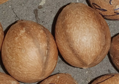 Cycas dolichophylla 2 Pieces Seeds