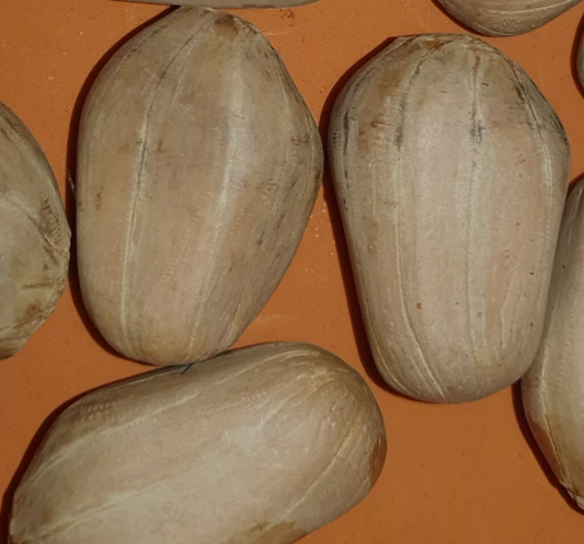 Lepidozamia hopei 2 Pieces Seeds