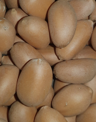 Zamia soconuscensis 3 Pieces Seeds