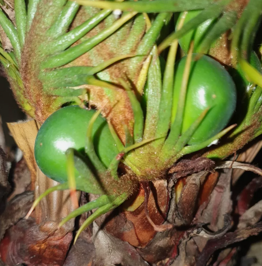Cycas micholitzii 2 Pieces Seeds