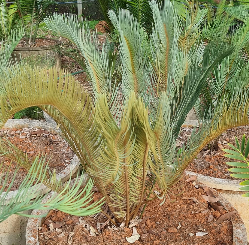 Cycas platyphylla 2 Pieces Seeds