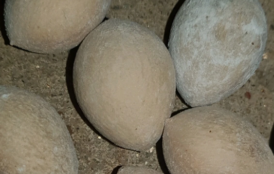 Cycas hoabinhensis 2 Pieces Seeds