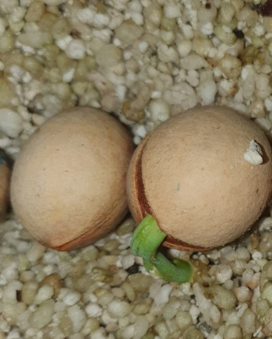 Cycas xipholepis 2 Pieces Seeds