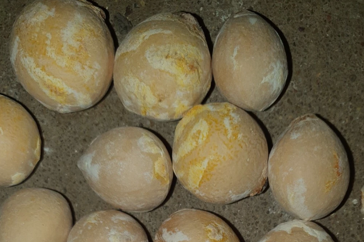 Cycas Mount Morgan 2 Pieces Seeds
