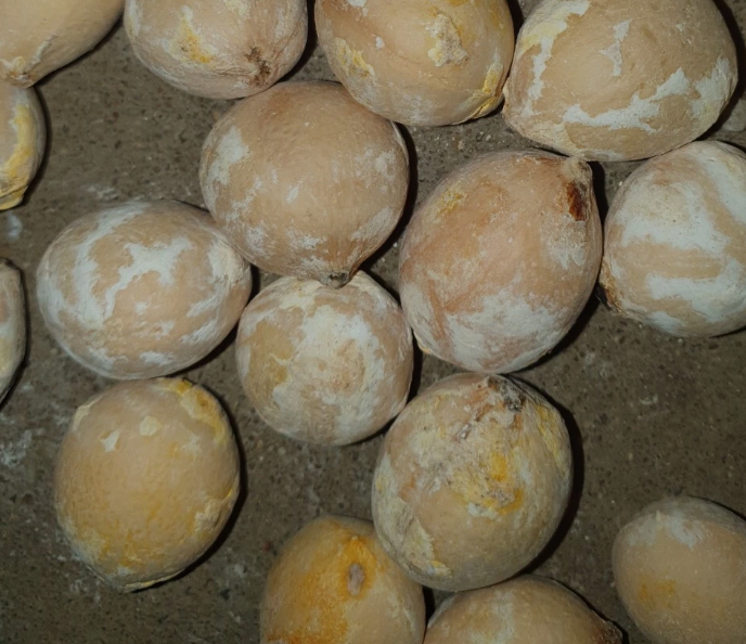 Cycas Mount Morgan 2 Pieces Seeds