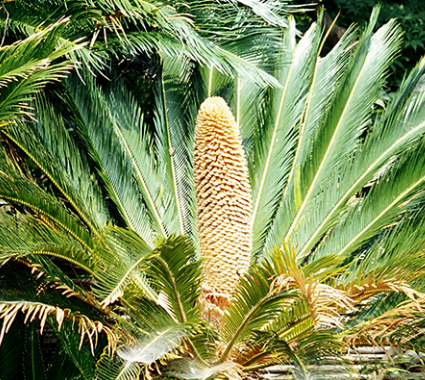 Cycas Mount Morgan 2 Pieces Seeds