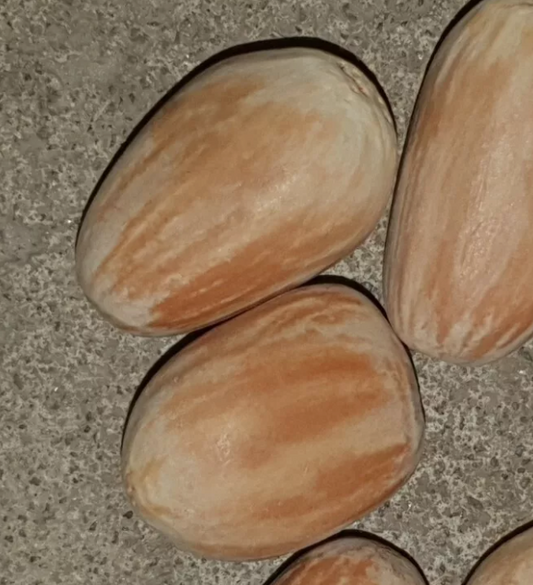 Encephalartos ituriensis 2 Pieces Seeds