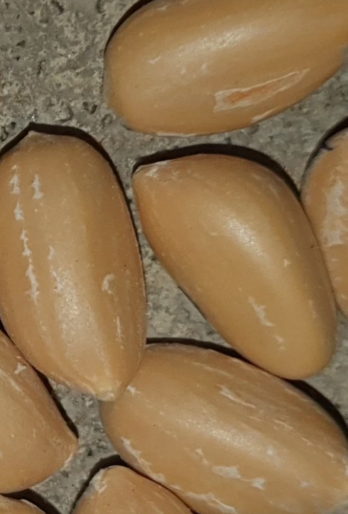Zamia cremnophila 2 Pieces Seeds