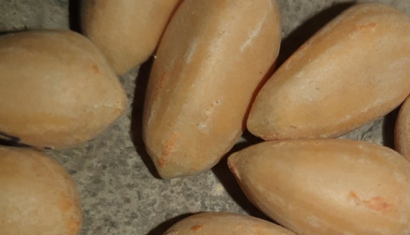 Zamia hamannii 2 Pieces Seeds