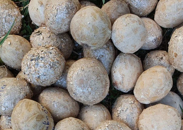 Cycas nongnoochiae 5 Pieces Seeds