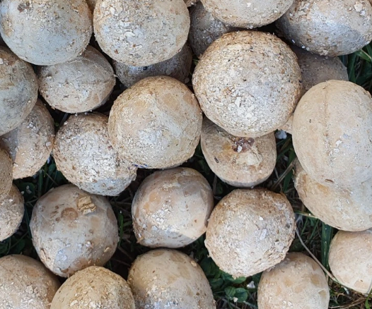 Cycas nongnoochiae 5 Pieces Seeds