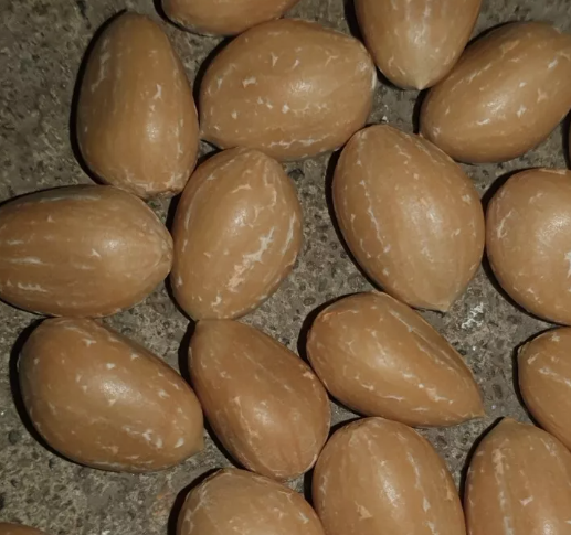 Zamia sp. Jamaica 2 Pieces Seeds