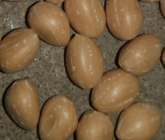 Zamia sp. Jamaica 2 Pieces Seeds