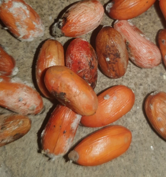 Zamia manicata 2 Pieces Seeds