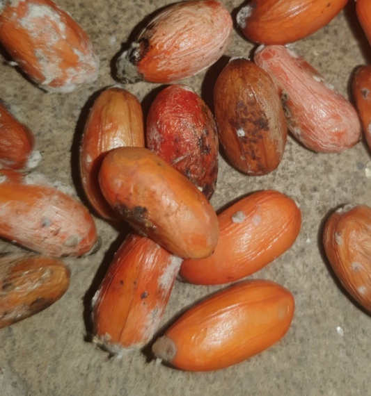 Zamia manicata 2 Pieces Seeds