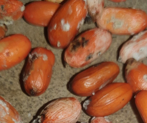 Zamia manicata 2 Pieces Seeds