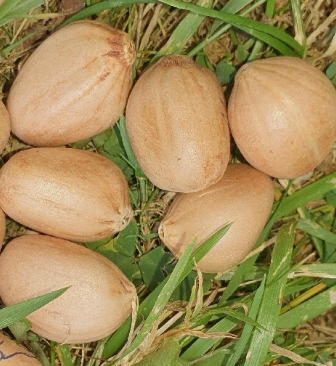 Macrozamia longispina 3 Pieces Seeds