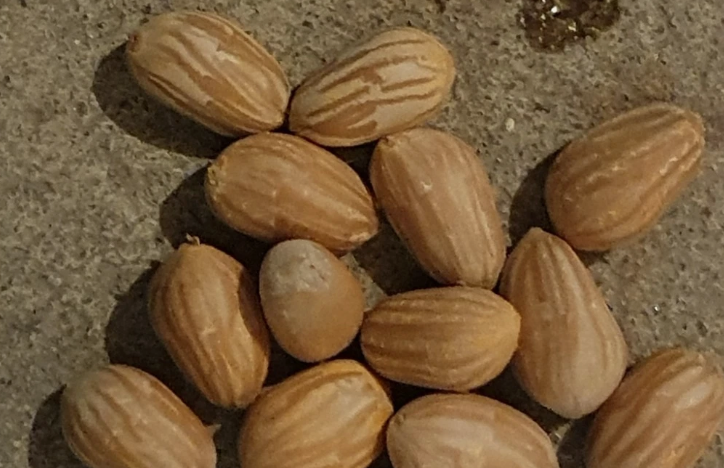 Zamia fairchildiana 2 Pieces Seeds
