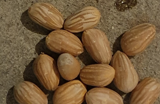 Zamia fairchildiana 2 Pieces Seeds