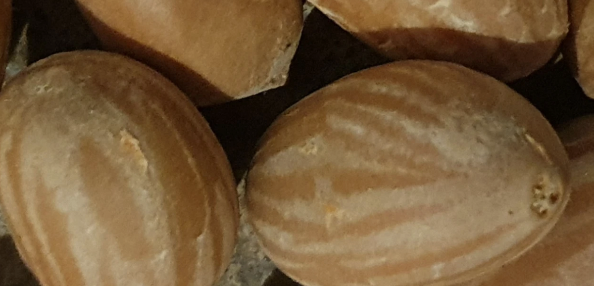 Zamia fairchildiana 2 Pieces Seeds
