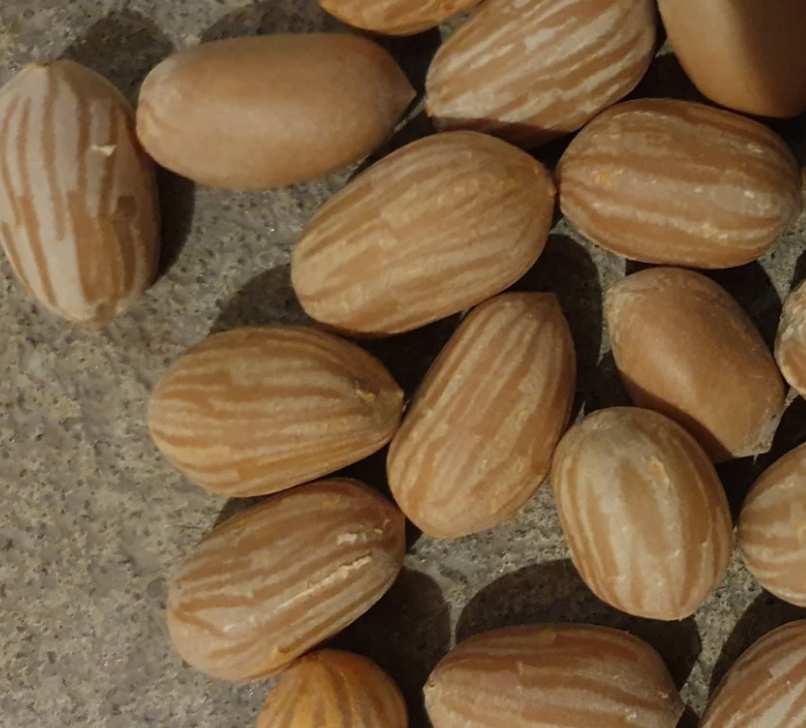 Zamia fairchildiana 2 Pieces Seeds