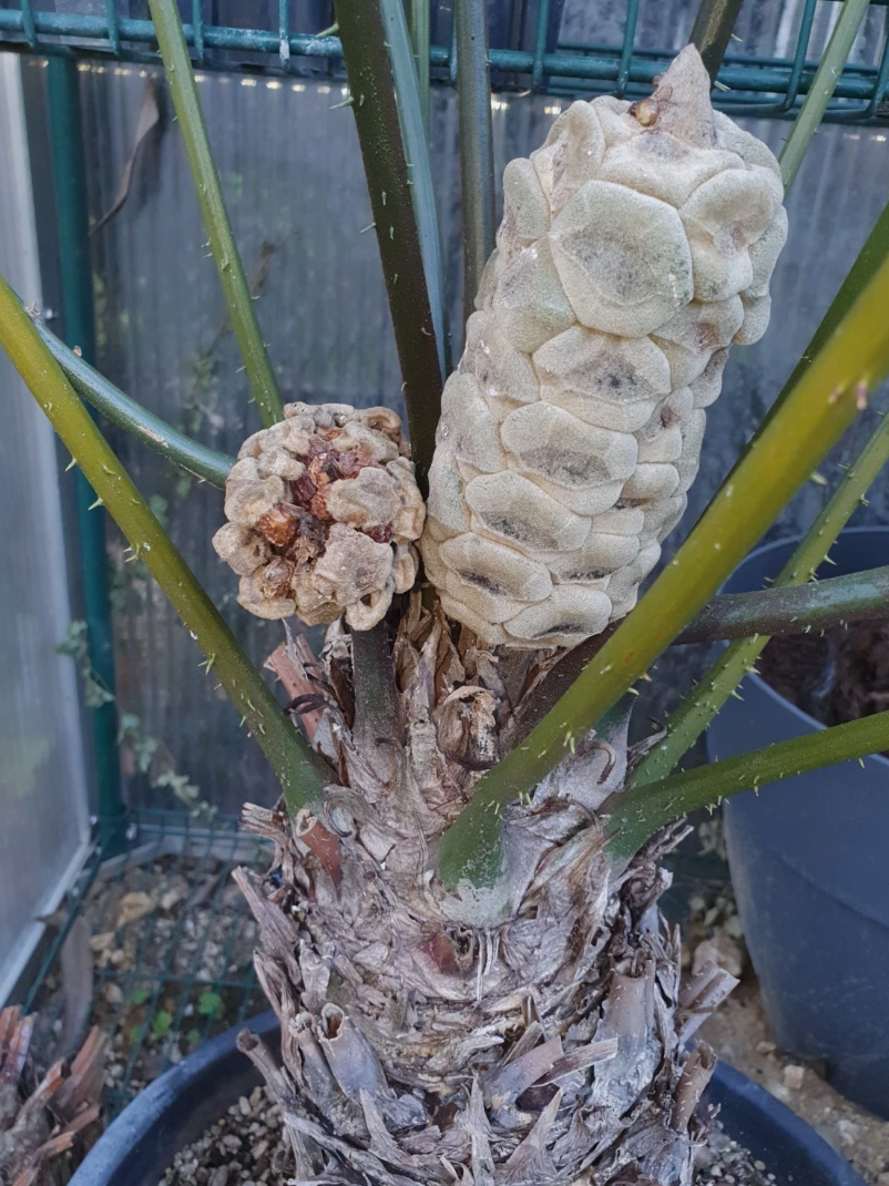 Zamia fairchildiana 2 Pieces Seeds