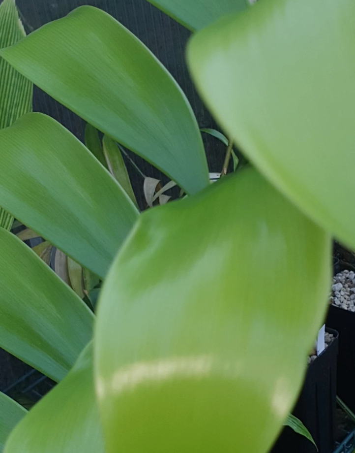 Zamia fairchildiana 2 Pieces Seeds
