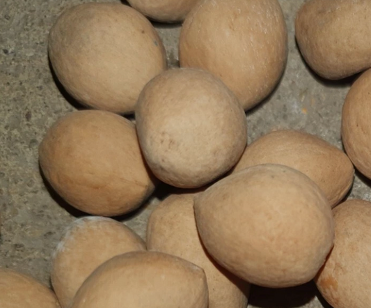 Cycas ferrunginae 3 Pieces Seeds