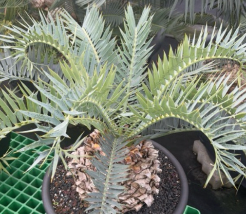 Encephalartos trispinosus 2 Pieces Seeds