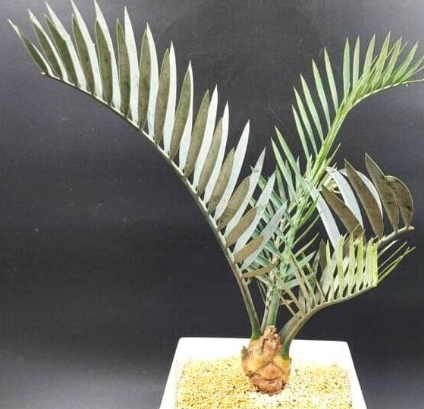 Encephalartos lehmannii 2 Pieces Seeds