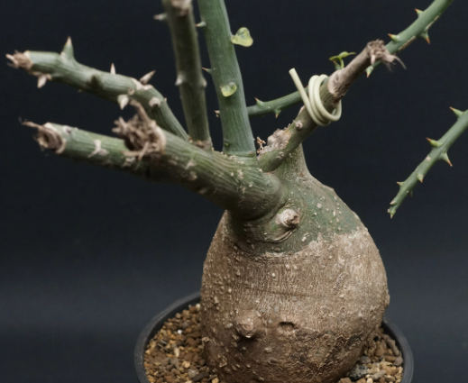 Adenia pseudoglobosa 5 Pieces Seeds