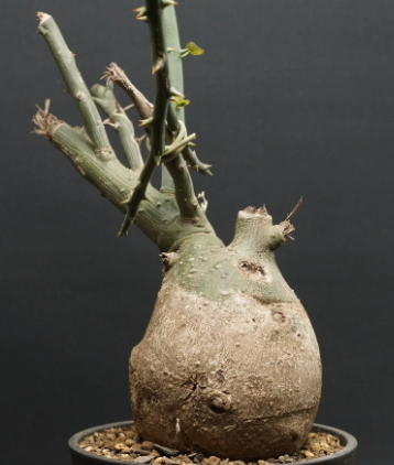 Adenia pseudoglobosa 5 Pieces Seeds