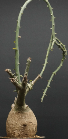 Adenia pseudoglobosa 5 Pieces Seeds
