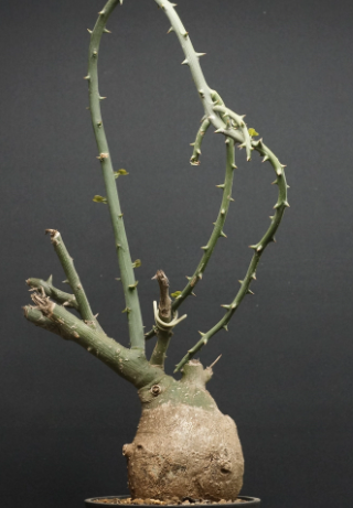 Adenia pseudoglobosa 5 Pieces Seeds