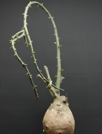 Adenia pseudoglobosa 5 Pieces Seeds