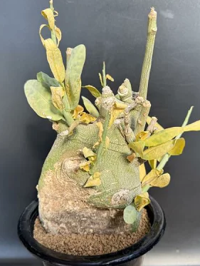 Adenia Pechuelli Seeds 5 pcs アデニアペチュエリー Adenia pechuelii 4 Pieces Seeds – exotic-gardenkingdom.com