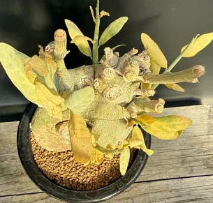 Adenia Pechuelli Seeds 5 pcs アデニアペチュエリー アデニア ペチュエリー Adenia pechuelii 最近まで会社で管理されてい