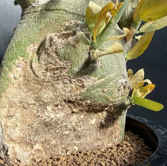 Adenia pechuelii 4 Pieces Seeds – exotic-gardenkingdom.com
