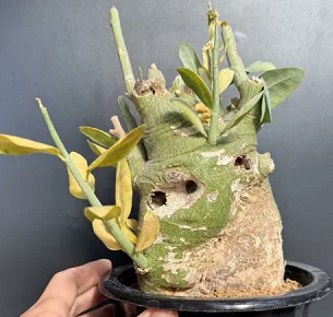 Adenia pechuelii 4 Pieces Seeds