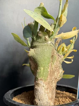 Adenia pechuelii 4 Pieces Seeds – exotic-gardenkingdom.com
